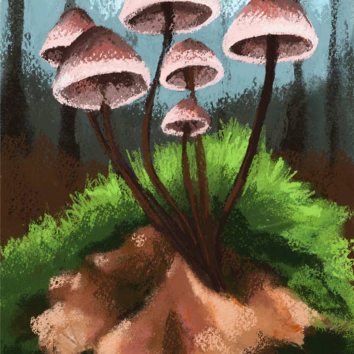 Mushrooms for wholesale by Molly Cranch