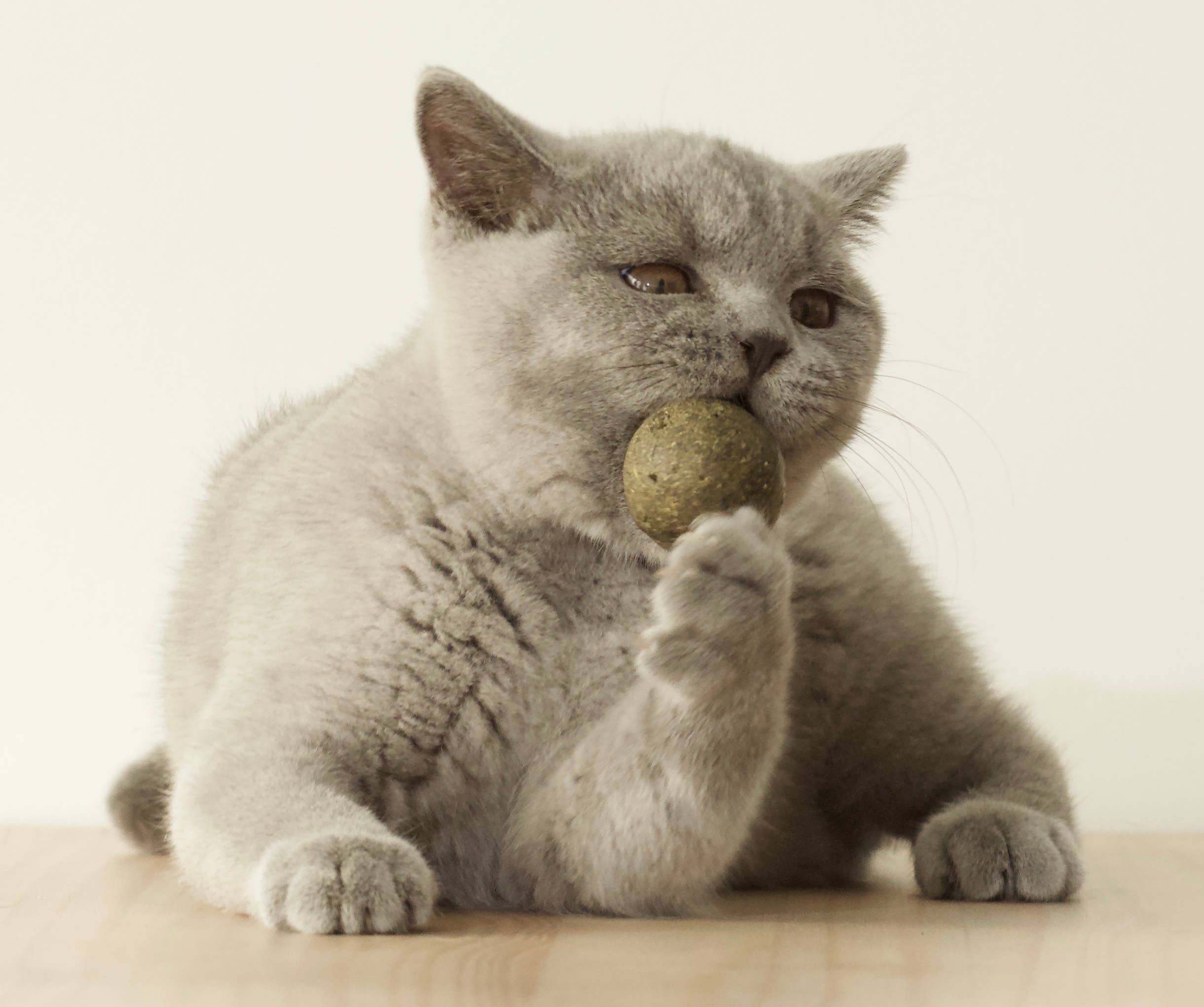 Evident - Wholesale Pet Toy - Cat - DUMPLING - Small ball of catnip 20g1