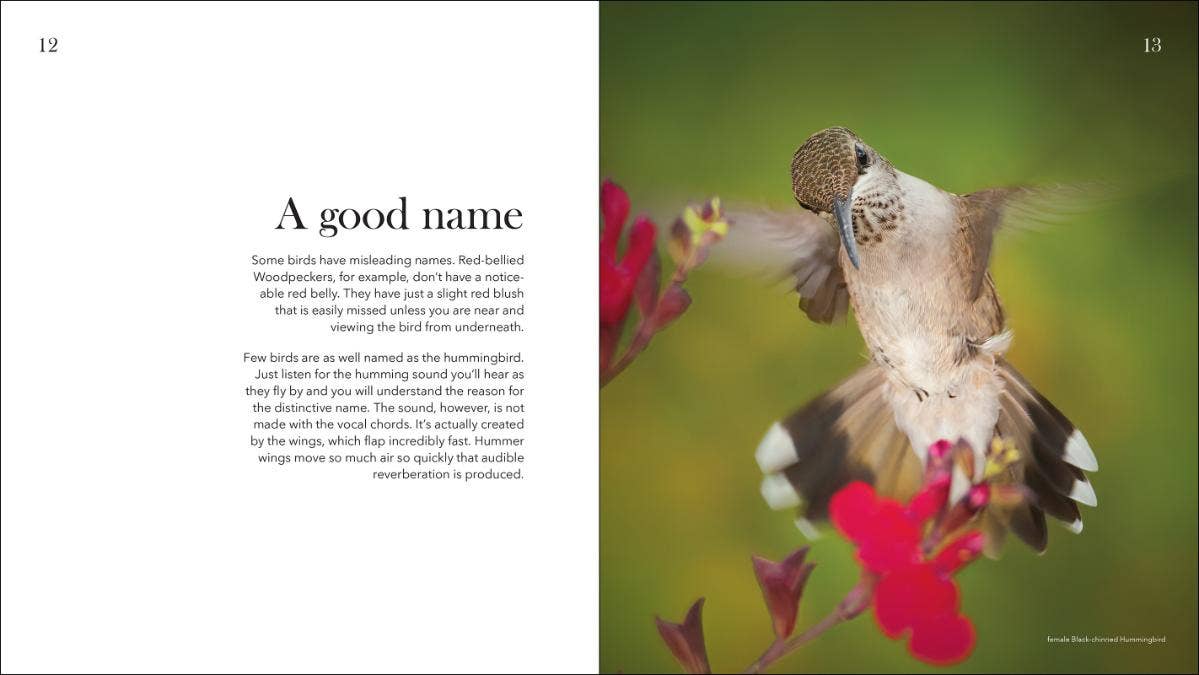 AdventureKEEN - Wholesale Nature & Outdoors - Hummingbirds: Marvels of the Bird World3