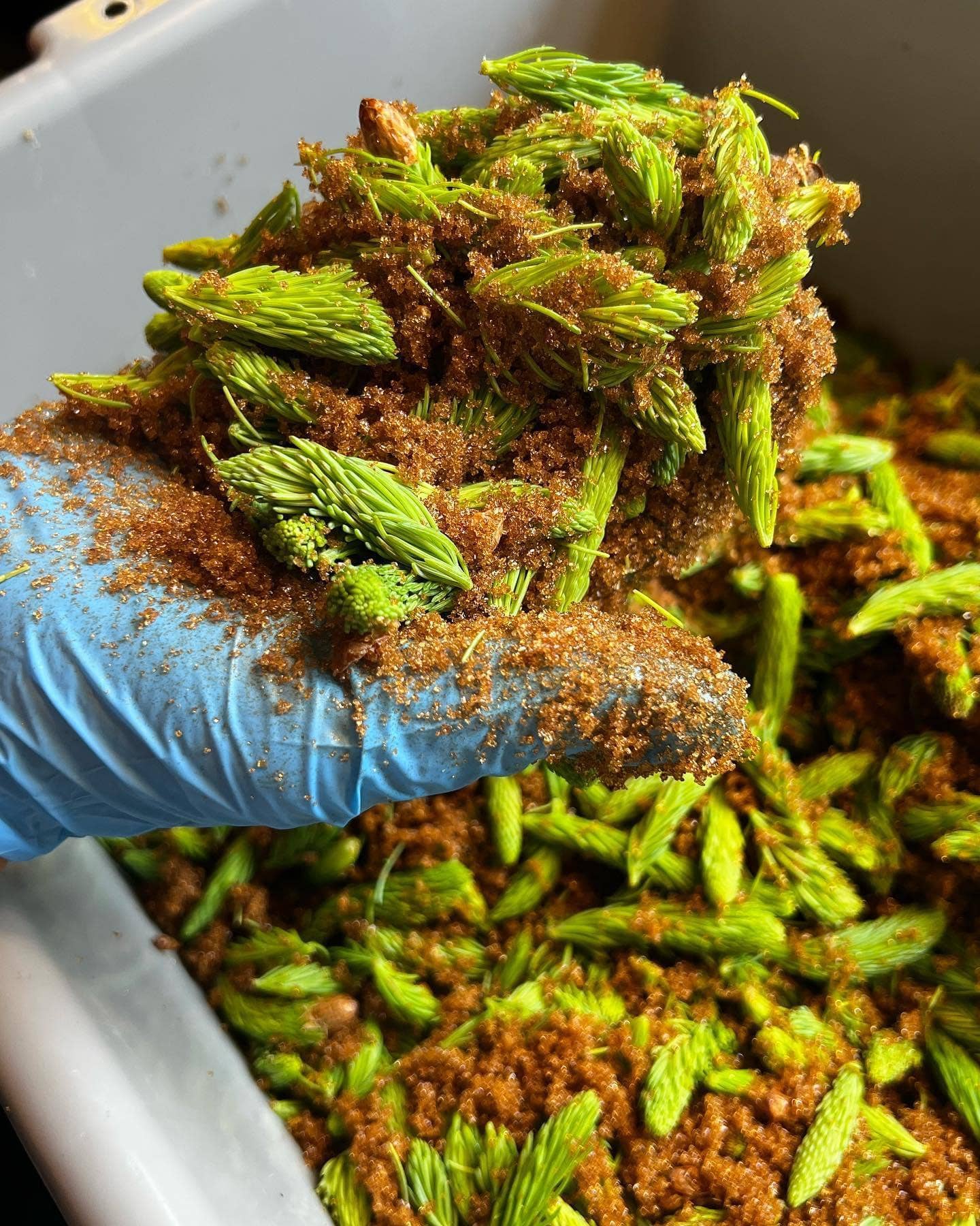 Pen & Cob Farm - Wholesale Cocktail Mix/Syrup - Spruce Syrup4