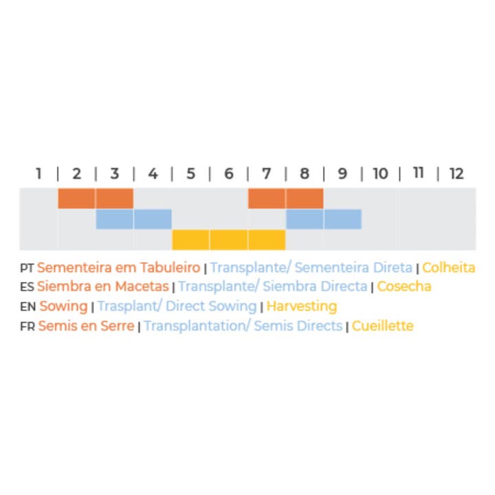 Geocakes - Wholesale Plant seeds - Seeds of Love-Perfect - BiÓgico2