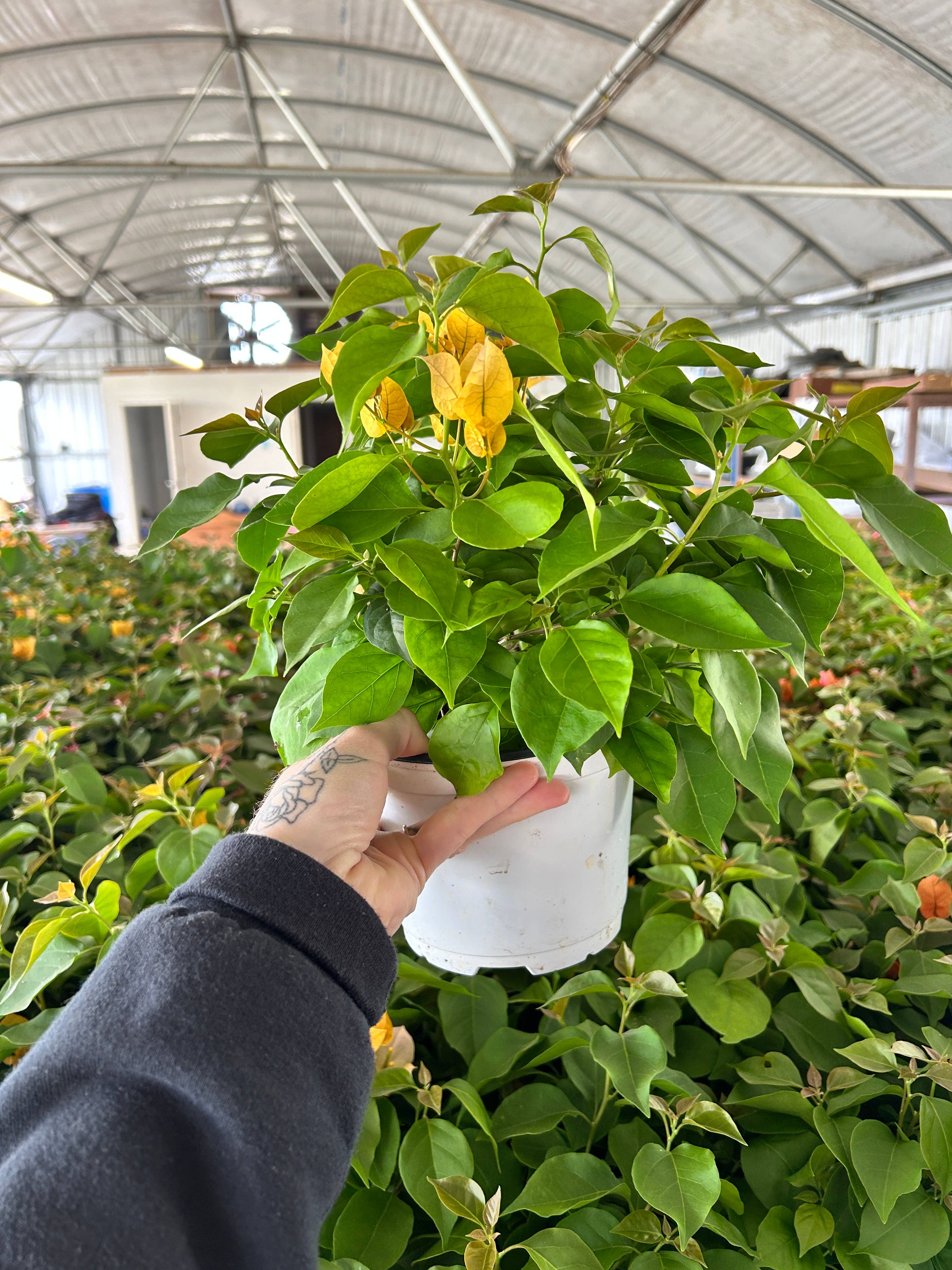 O F Nelson’s - Wholesale Live Plant - 6" Bougainvillea1