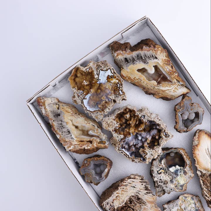 Corail Plat Agatisé pour la vente par Mi Esperanza Minerals