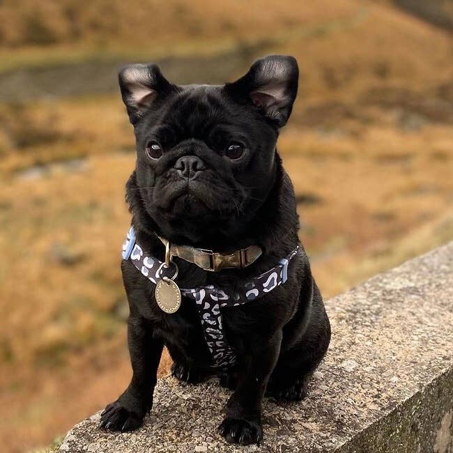 Pug Doggy Dog - Wholesale Pet Harness - Dog - Black and white leopard print harness and lead set6