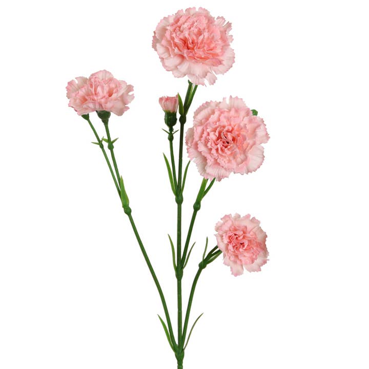 Spraynejlika x9, 62 cm rosa för wholesale av Floratexx