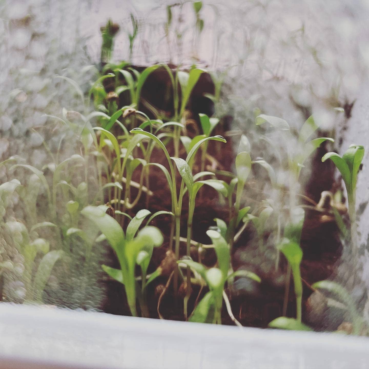 Seattle Seed Co. - Wholesale Plant Seeds - Microgreens and Seed-Starting Kit5