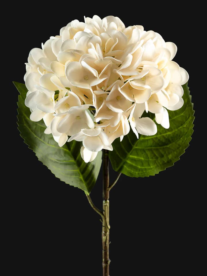 Branche d'hortensia blanc de 22 pouces de long pour la vente par Jamali Garden