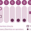 Geocakes - Wholesale Plant Seeds - Echinacea Seeds - Organic3