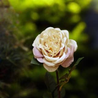 Mezu Silk Flowers – wholesale Artificial flowers – Artificial Vintage Pink Large Single Old English Rose0