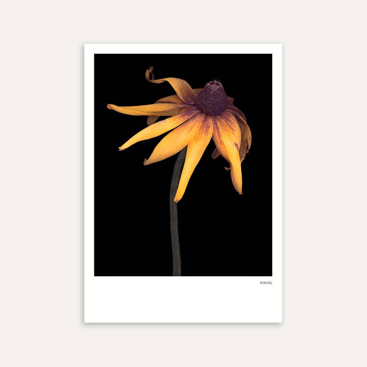 -BlackEdition- Echinacea 01, Postcard for wholesale by Rijkvol
