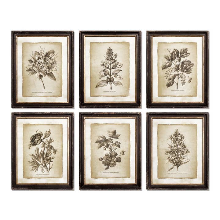 Napa Home & Garden - Wholesale Gallery Wall Set - Framed Vintage Floral Prints, Set Of 6