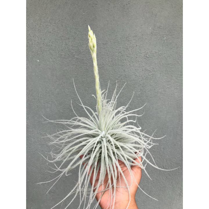 The Artizan Way - Wholesale Live Plant - Tillandsia Tectorum Bulk (12+ Plants) - Rare Air Plant