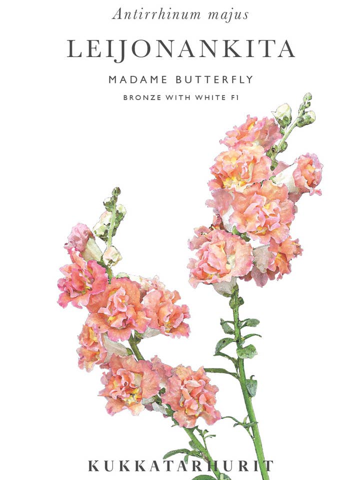 Leijonankita Madame Butterfly en bronze et blanc pour la vente par Kukkatarhurit