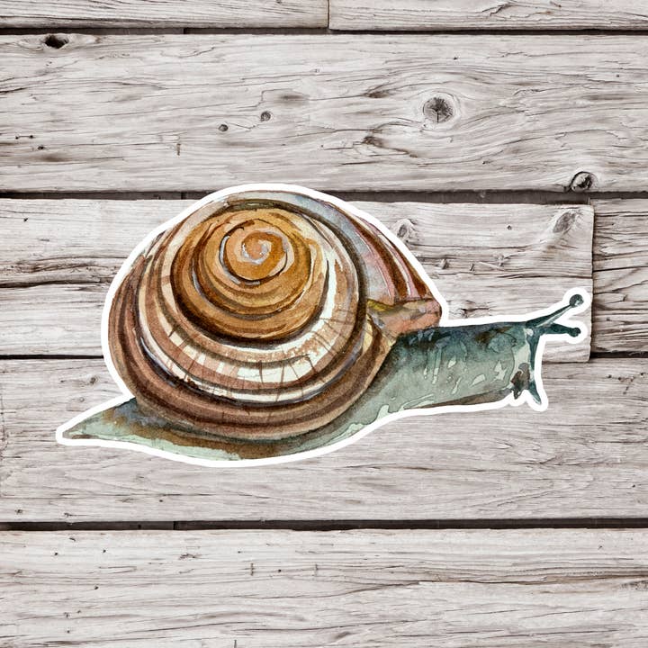 Snail Sticker, Gastropod Sticker for wholesale by NatureCuts