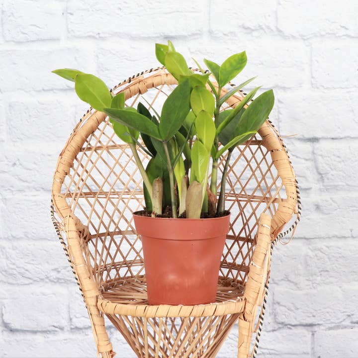 Thorsen's Greenhouse - Wholesale Live Plant - ZZ Plant - Live Plant3