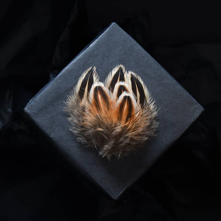 Piume di fagiano comune per la vendita all'ingrosso da parte di Plumes Naturelles