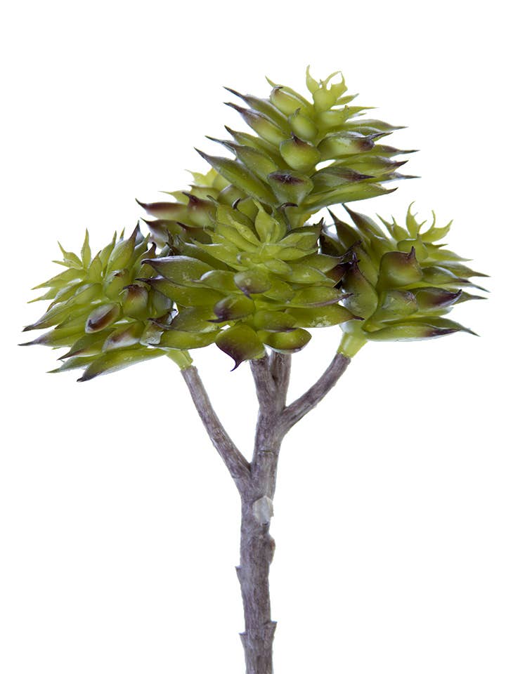 ECHEVERIA CHINESIS 19 CM TIGE X3 pour la vente par American Best