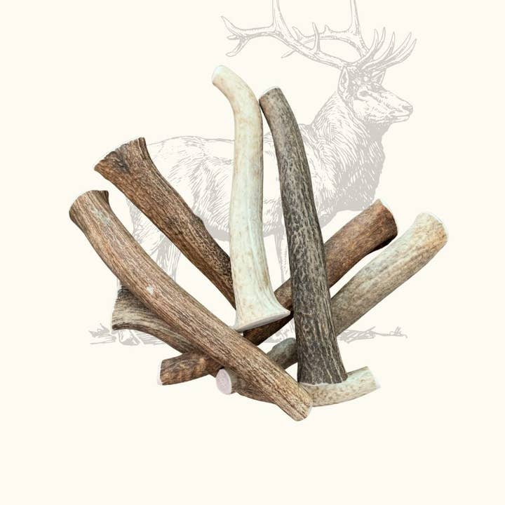 Truffe Délice - Wholesale Pet Chew Toy - Dog - Antler dog6