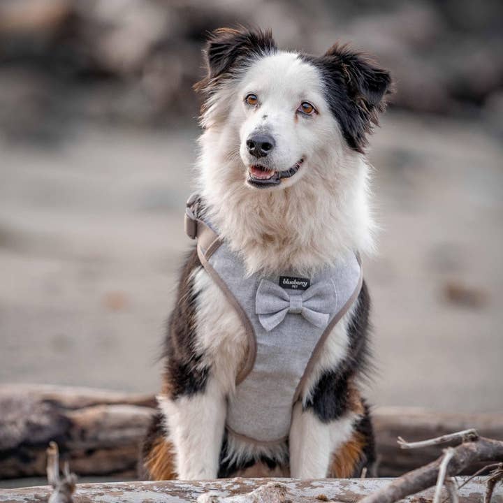 Blueberry Pet - Wholesale Pet Harness - Dog - Textured Tweed Dog Harness Vest