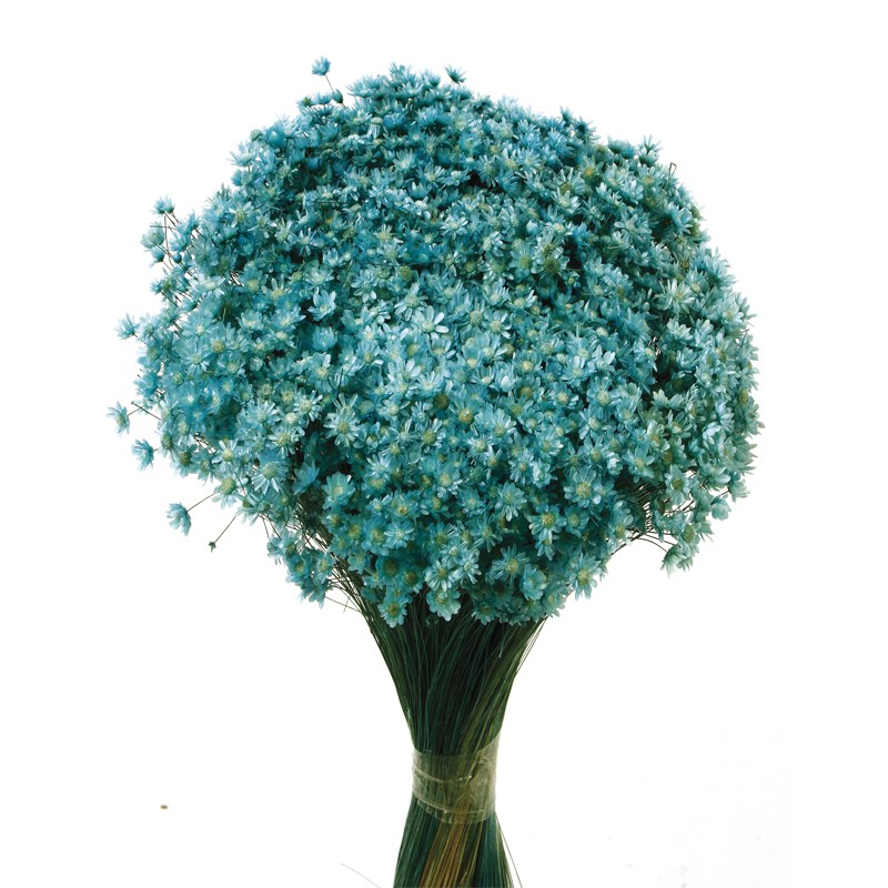 Concari.flores Preservadas - Wholesale Dried/Pressed Flowers - MARCELA SECA1