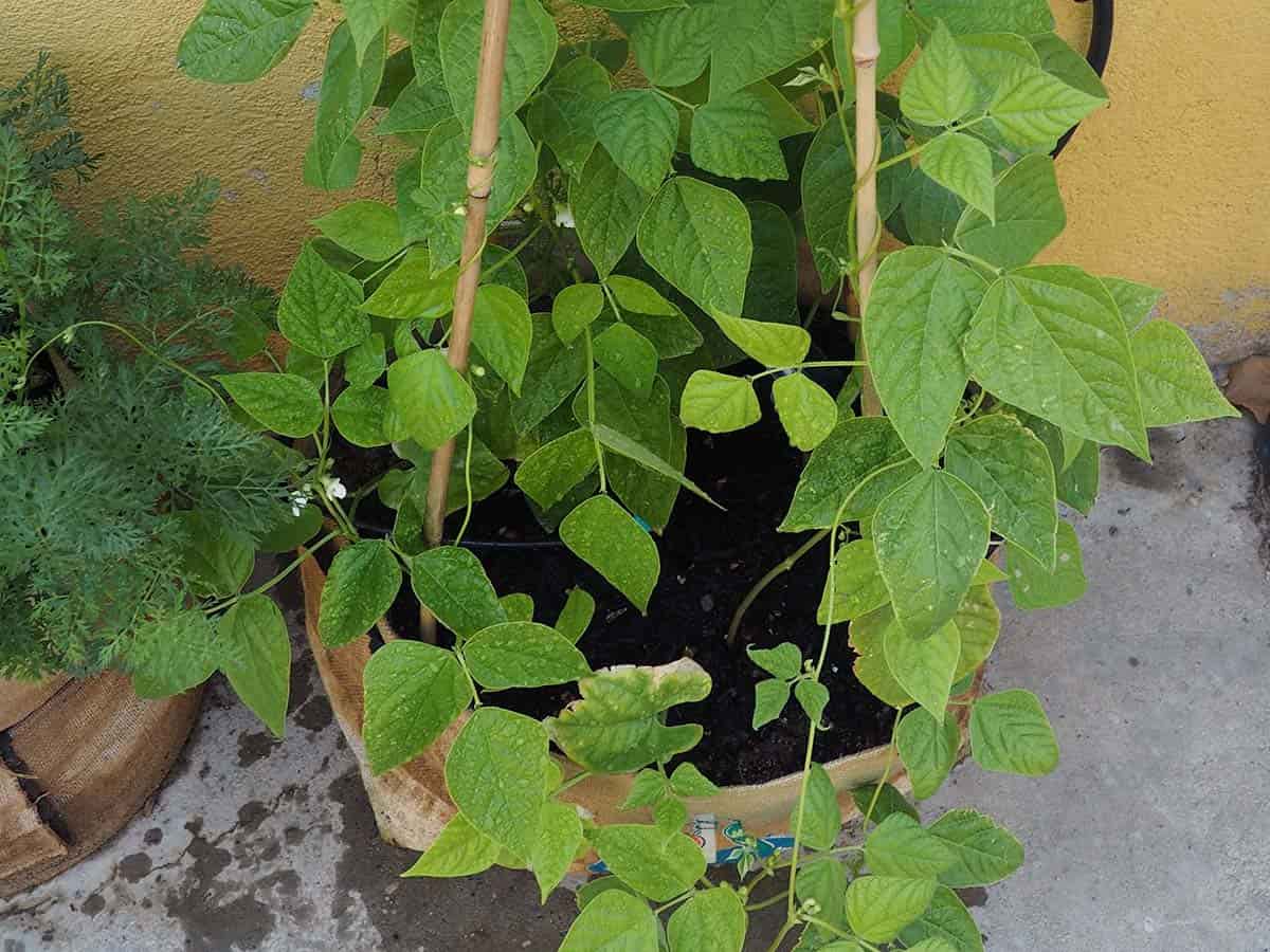 JARDIN Y NATURA OUTDOOR & GARDEN PRODUCTS SL - Wholesale Planter Box - Jute planter for climbing plants 45x30x30cm - CLIMBEANS1