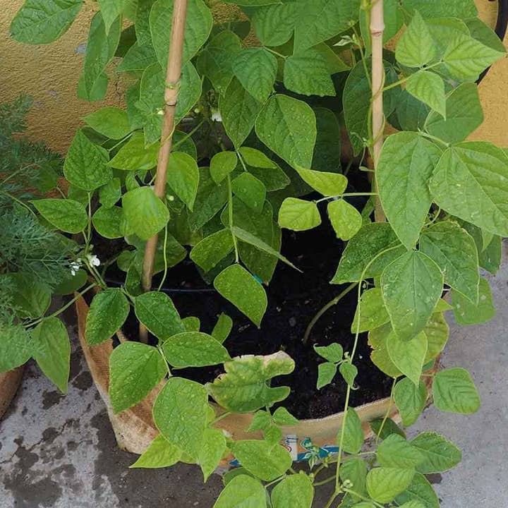 JARDIN Y NATURA OUTDOOR & GARDEN PRODUCTS SL - Wholesale Planter Box - Jute planter for climbing plants 45x30x30cm - CLIMBEANS1