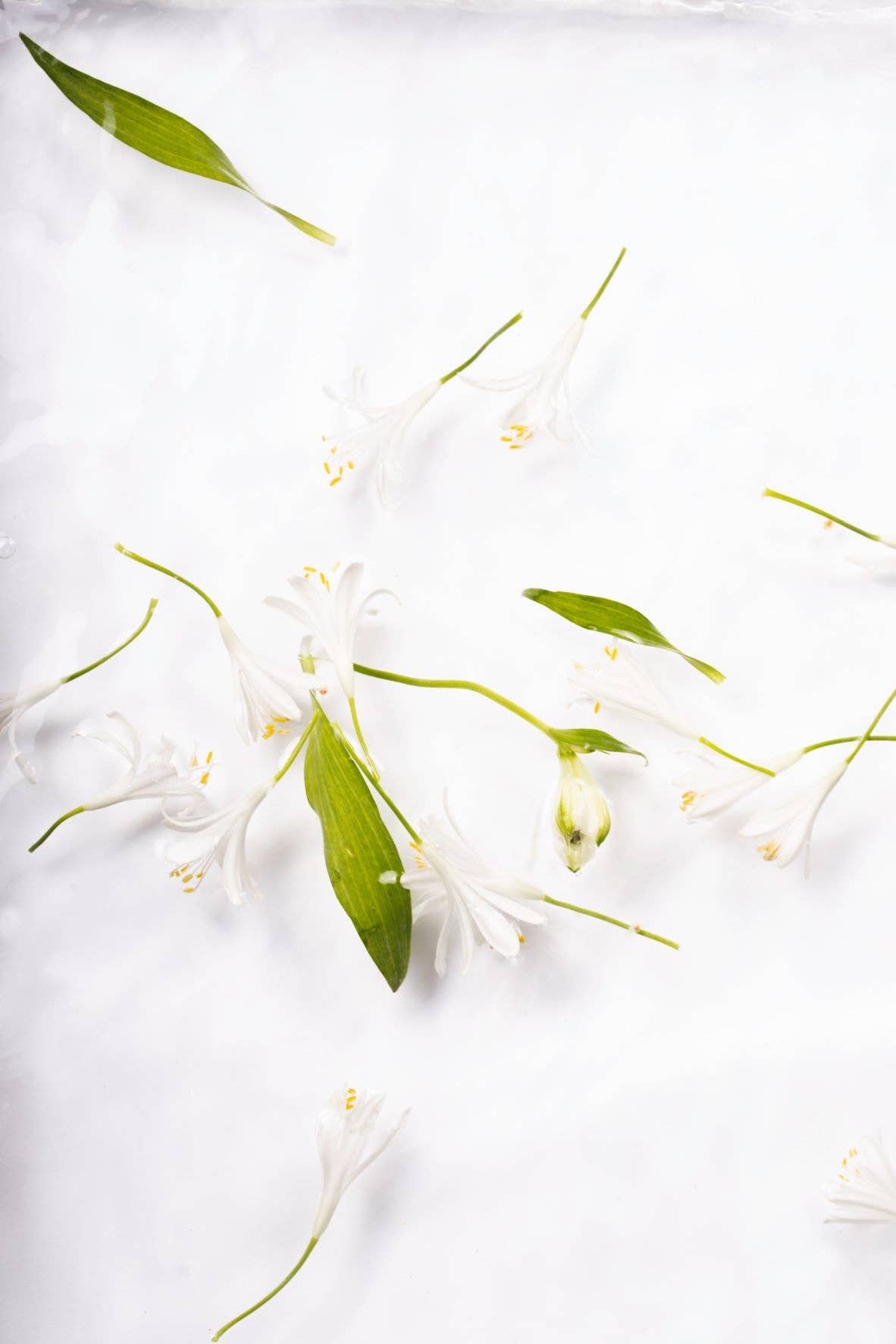 Lothantique Inc. - Wholesale Reed Diffuser - Laboratorio Olfattivo | Arancio Fiore Fragrance Diffuser  500m2