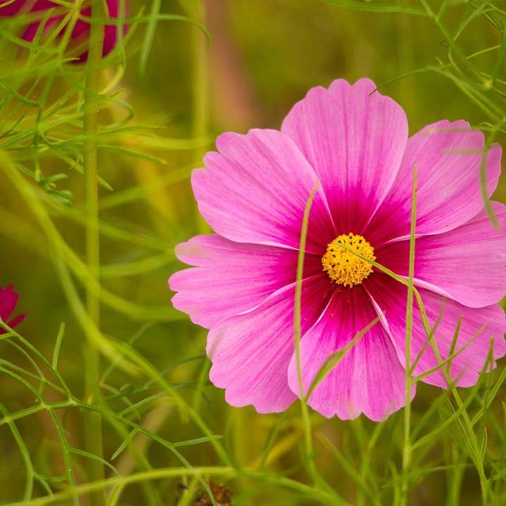 Decker Rd. Seeds - Wholesale Plant Seeds - Cosmos 'Gloria' Flower Seeds