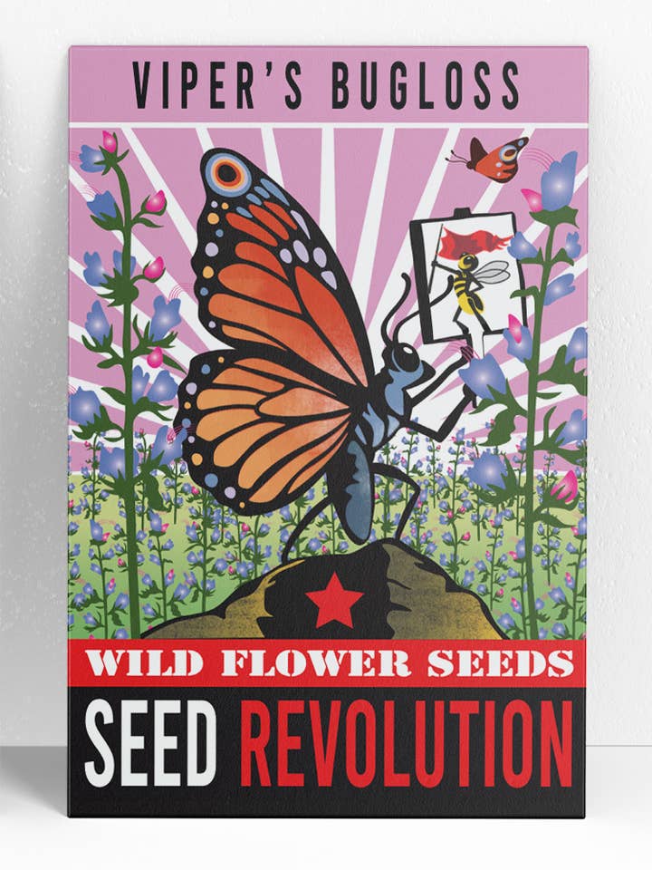 Viper’s Bugloss Wildflower Seeds – Ultimate Pollinator Plant for wholesale by Seed Revolution