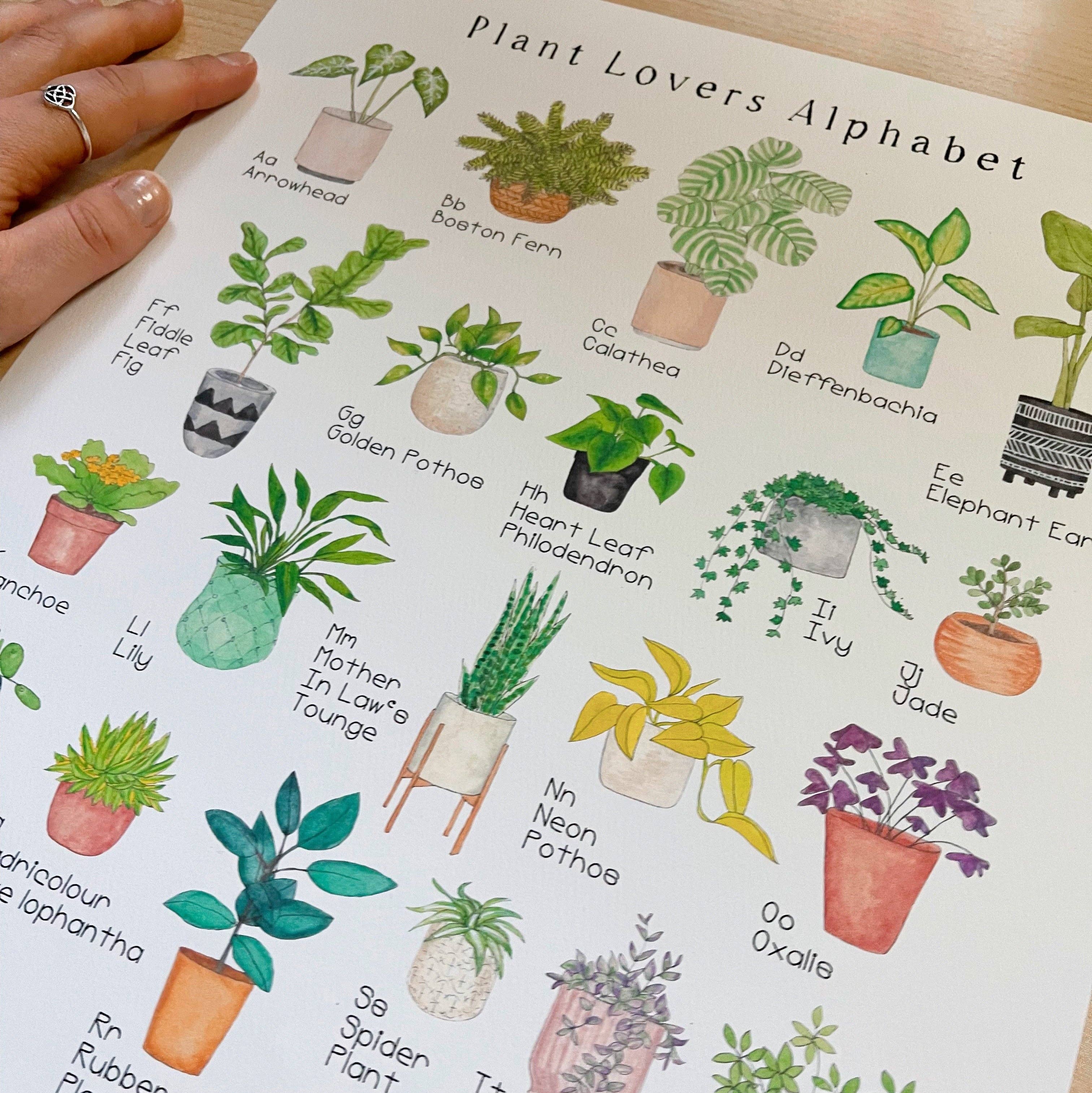 The Curious Cactus - Wholesale Art Print - Plant Alphabet Art Print4