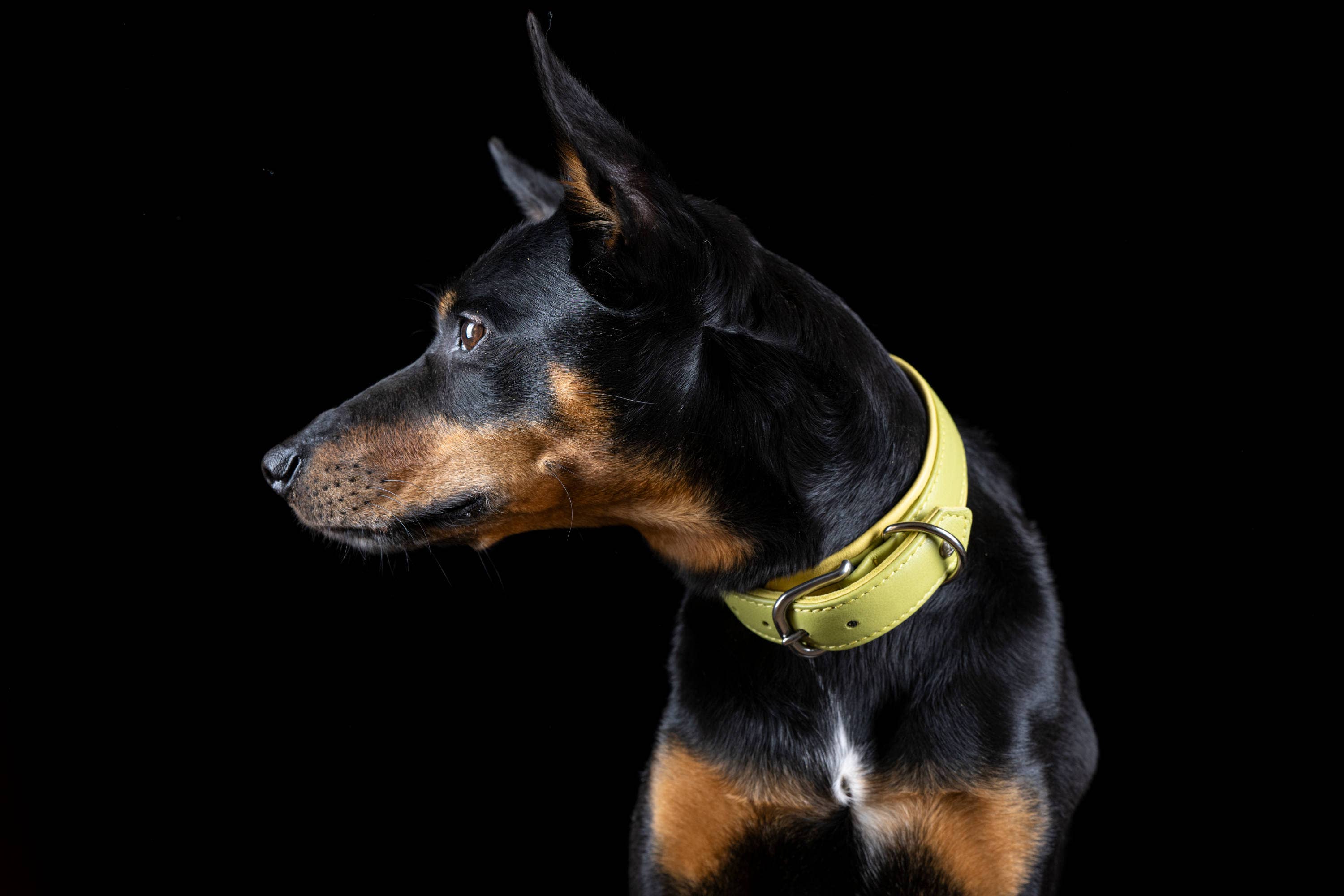 LABONI - Volentis GmbH - Wholesale Pet Collar - Dog - AMICI dog collar61