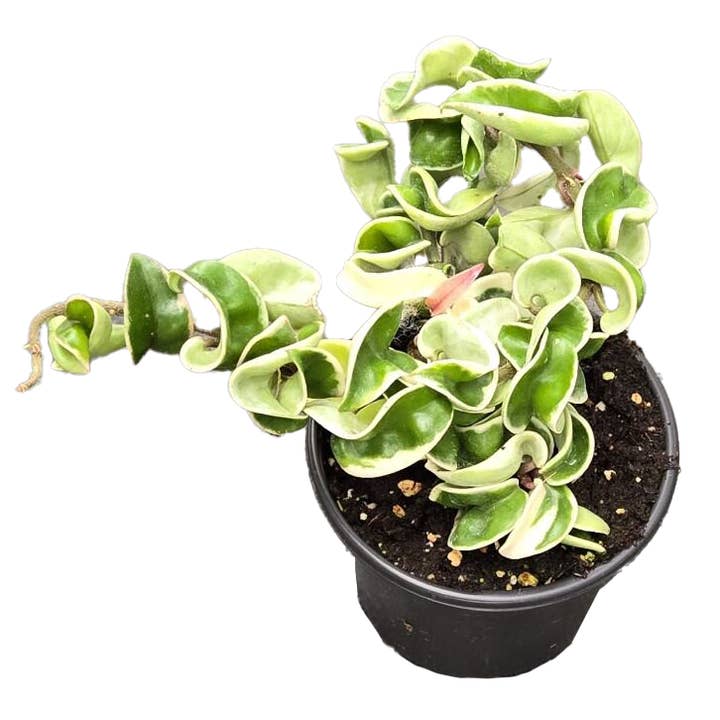 Hoya Hindu Rope Variegated 4 inch Grower Pot for wholesale by Arcadia Garden Products