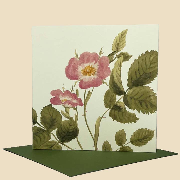 Sophia Davenport - Wholesale Everyday Greeting Card - Wildflower Greeting Cards and Notelets14