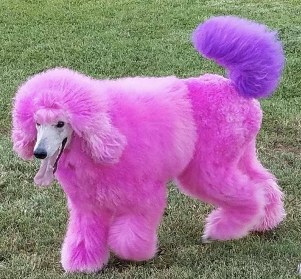 Warren London Dog Products - Wholesale Pet Grooming Aid - Dog - Critter Color - Temporary Fur Coloring - 7 Color Options14