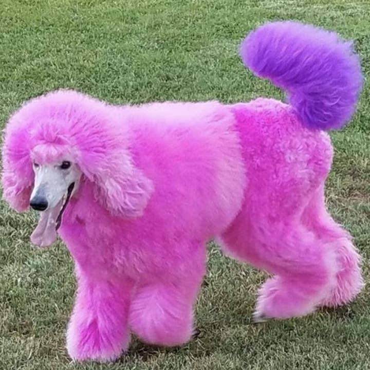 Warren London Dog Products – Großhandel Haustierpflegeprodukt – Hund – Critter Color – Temporäre Fellfärbung in 7 Farben14