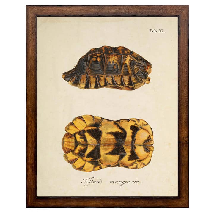 Antique Curiosities Inc - Wholesale Art Print - Framed vintage turtle shell bookplate C