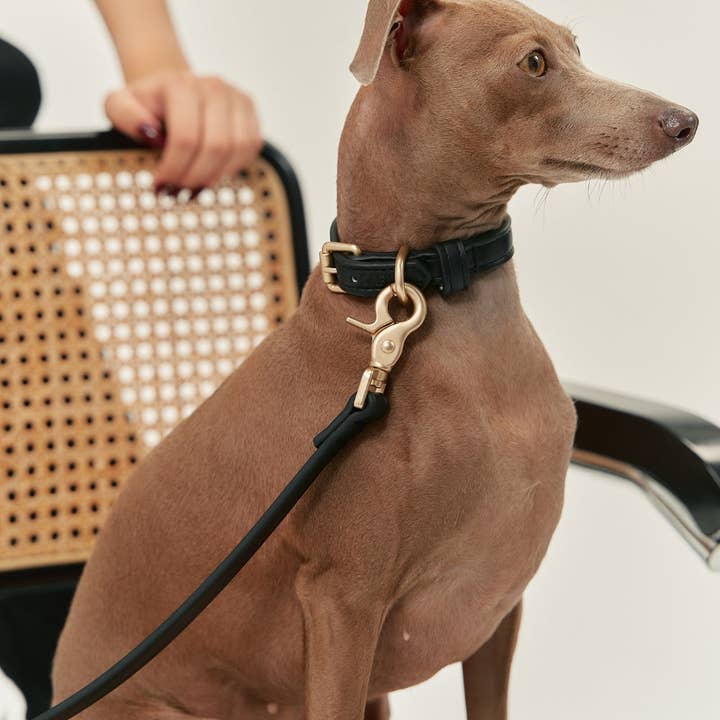 CAFIDE - Wholesale Pet collar – Dog - Black Vegan Leather Collar, Jala1