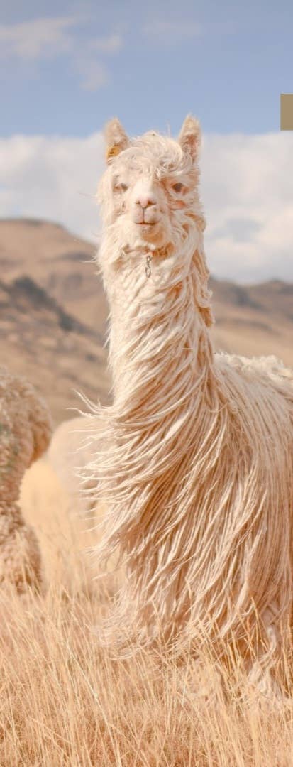 Crafts by Solid - Wholesale Scarf - Women's - Tracey Scarf Essential FW22- 100% alpaca13