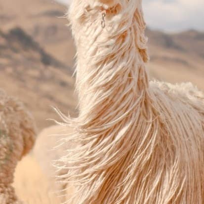 Crafts by Solid - Wholesale Scarf - Women's - Tracey Scarf Essential FW22- 100% alpaca13