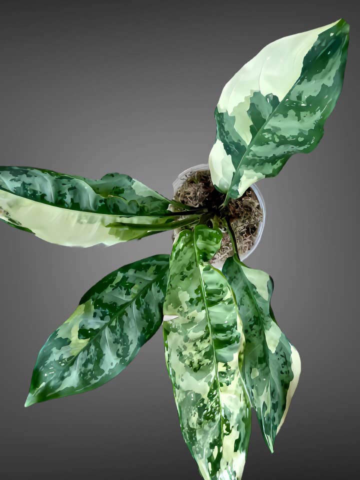 Aglaonema Manila Pride for wholesale by Plant Vault