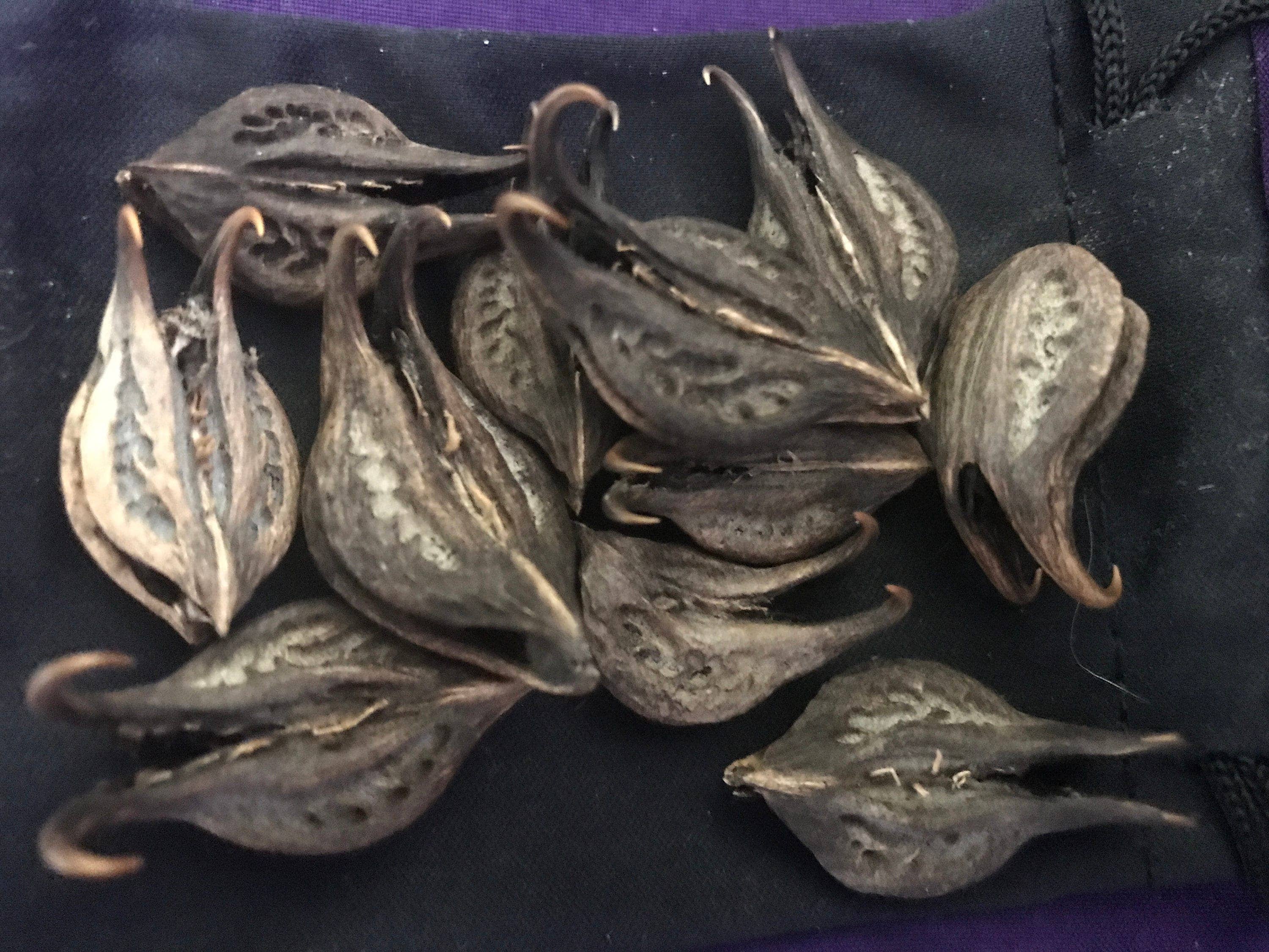 Michelle Hoffmann - Wholesale Plant Seeds - Rare! Uña De Gato ~ Katzenklauen ~ Griffe De Chats1