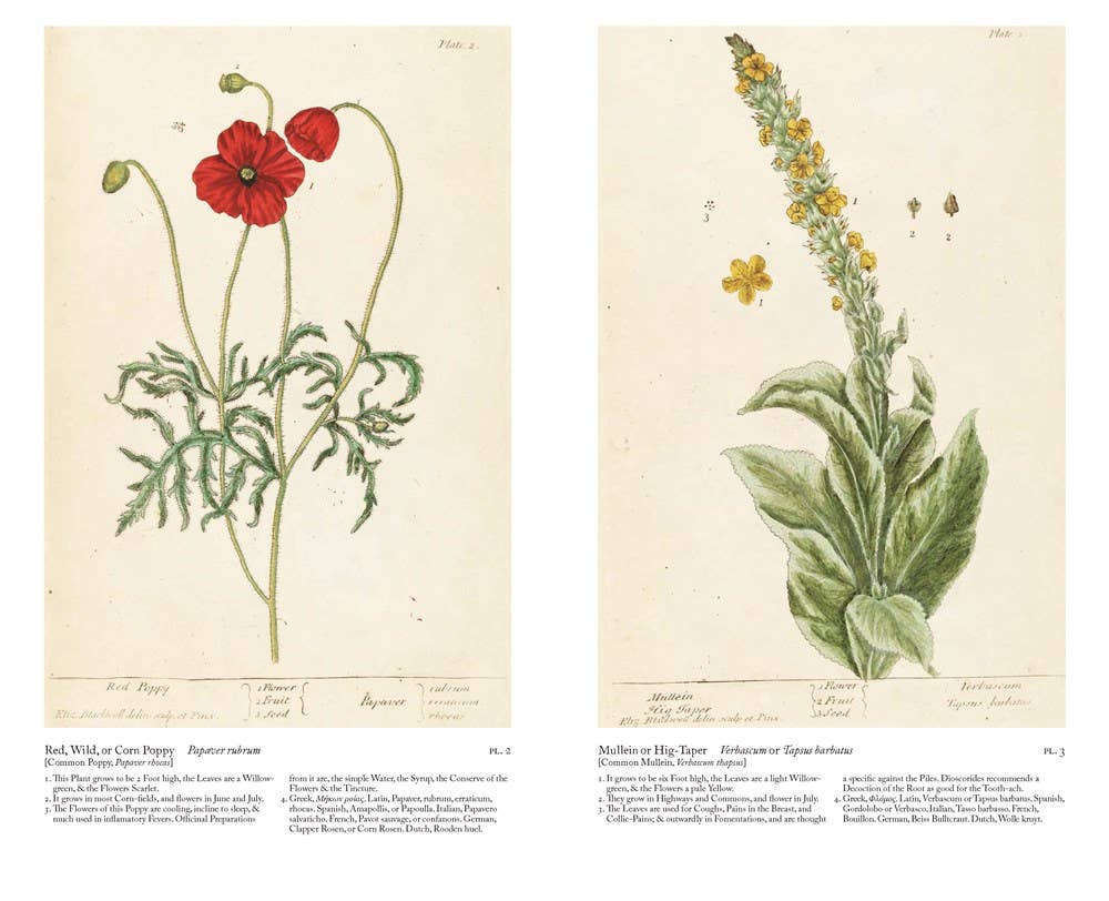 W. W. Norton - Wholesale Nature & Outdoors - A Curious Herbal: Elizabeth Blackwell's Pioneering6