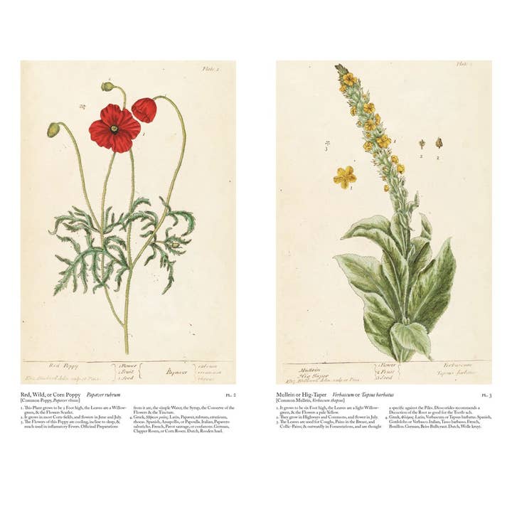 W. W. Norton - Wholesale Nature & Outdoors - A Curious Herbal: Elizabeth Blackwell's Pioneering6
