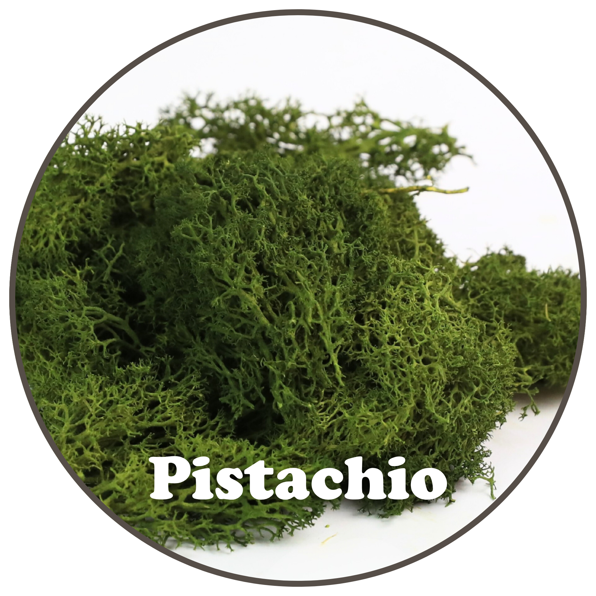 Mossify - Wholesale Planting/Potting Soil - Premium Reindeer Moss (100g & 250g)8