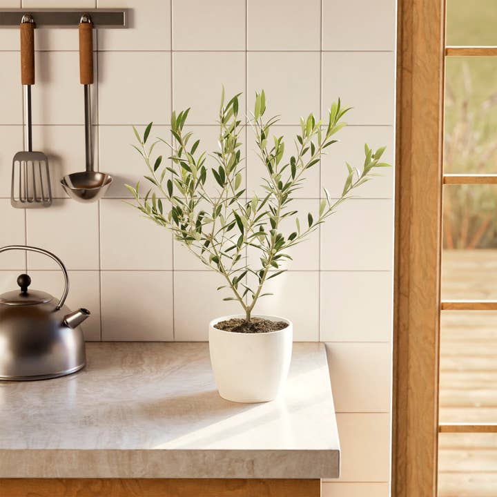 Lively Root - Wholesale Live Plant - Indoor Olive Tree14