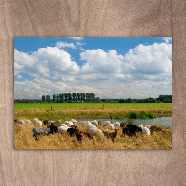 Carte postale Eye0032 Sheep Skudden Troupeau de Sheep Lake pour la vente par eye-comm