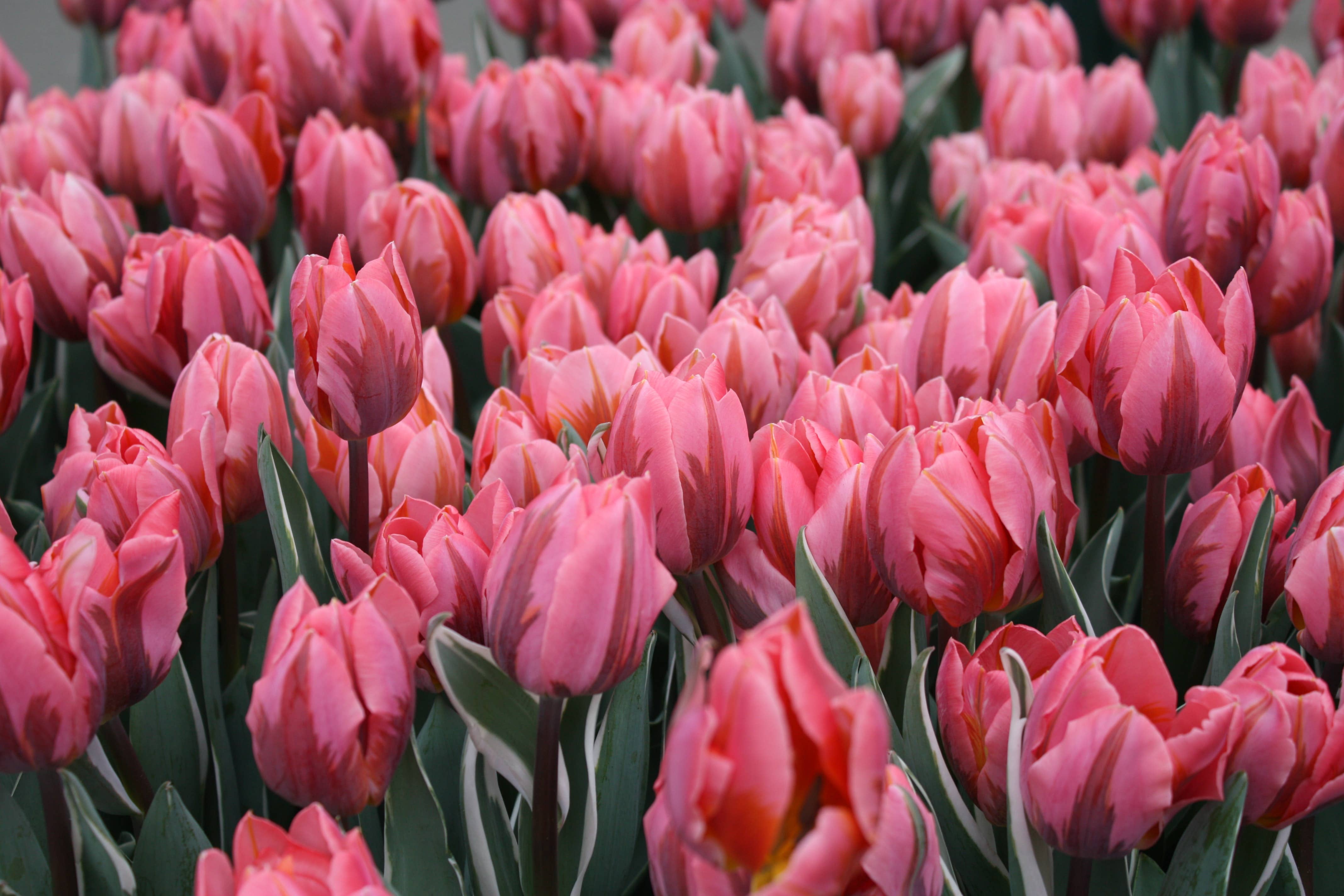Thorsen's Greenhouse - Vente Plante - Bulbes de tulipes - Plusieurs variétés - Plantes vivaces5