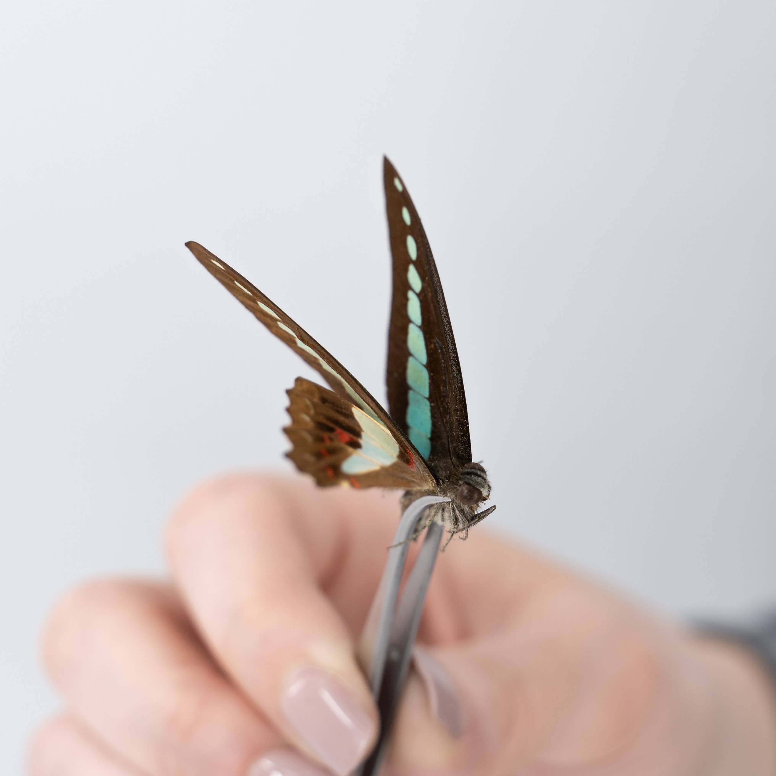 Science Museum of Minnesota - Wholesale DIY Craft Kit - Entomology STEM Pinning Kit - Museum-Designed Science Kit2