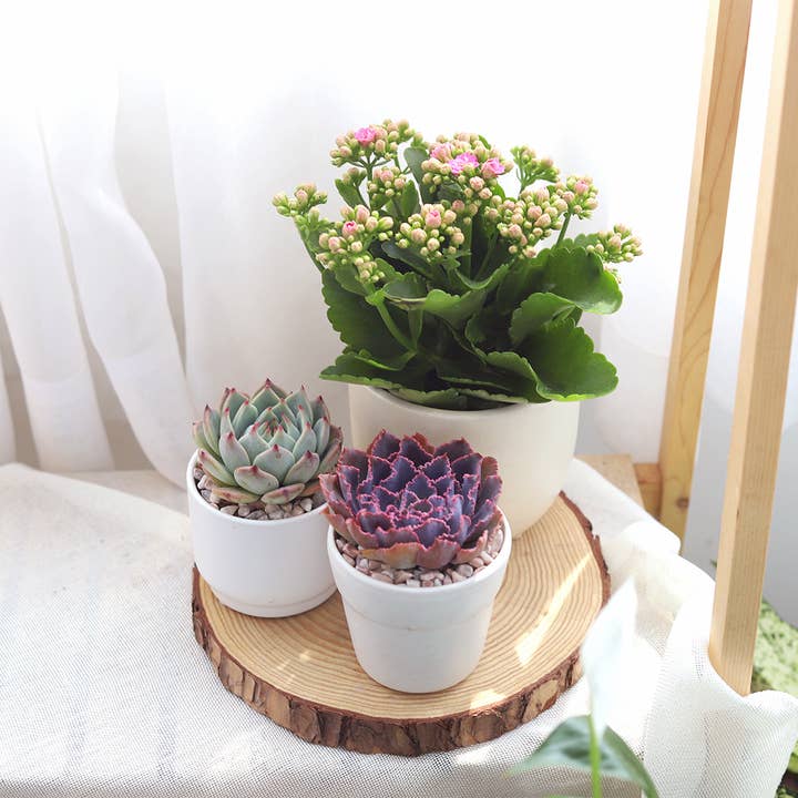 Best Plant Friend - Wholesale Live Plant - Kalanchoe blossfeldiana 'Calandiva Pink' in 4.5"/6" Pot