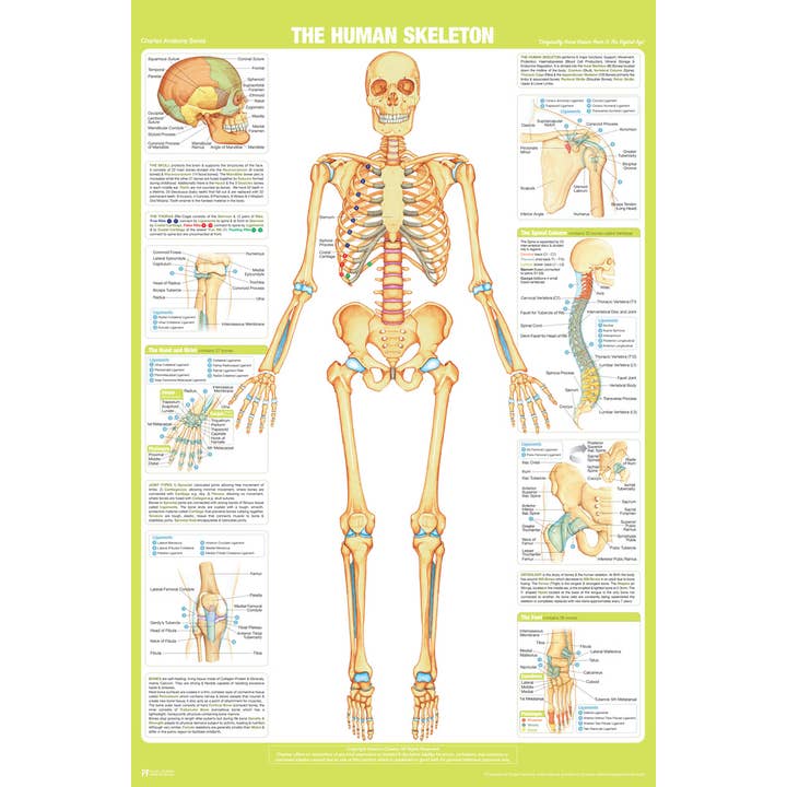 Gotham Gifts - Wholesale Poster - Human Skeleton Anterior Anatomy Chart Art Print Poster 12x18